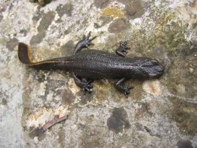 il 